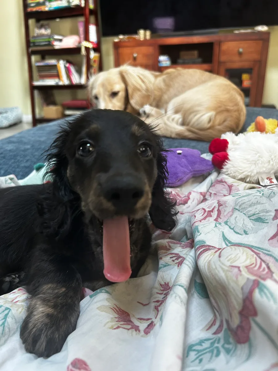 Cyrus, a black dachshund, with Augustus, a blonde dachshund