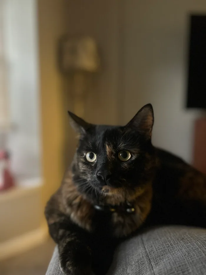 Duchess, Cody and Summer’s tortoiseshell cat, sitting on the couch
